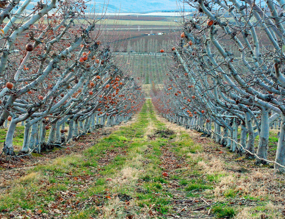 VOĆARI <span style='color:red;'><b>ODUSTALI</b></span> OD ORAHA I LEŠNIKA: Idu za onim što se više traži